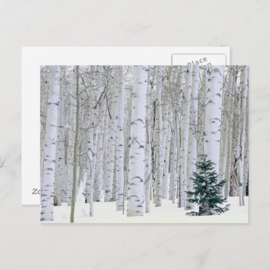 ユタ州.アメリカ。《植物》アスペン(ポピュラス・トレムロイデス) & Doglas ポストカード (正面/裏面)