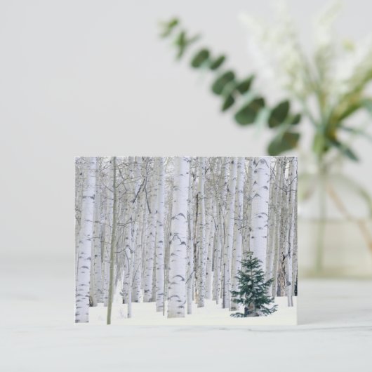 ユタ州.アメリカ。《植物》アスペン(ポピュラス・トレムロイデス) & Doglas ポストカード (スタンド正面)