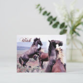 ユタ州，野馬の戦い ポストカード (スタンド正面)