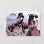 ユタ州，野馬の戦い ポストカード (正面/裏面)