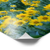 ユタ州. USA. ヤグルマギク属 Balsamorhiza フォトプリント (角)
