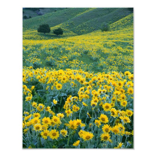 ユタ州. USA. ヤグルマギク属 Balsamorhiza フォトプリント (正面)