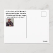 ユタ葉書のアンテロープ島のバッファロー ポストカード (裏面)