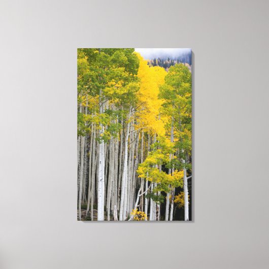 ユタ。アメリカ。《植物》アスペンの木(ポプラ・トレムロイデス) キャンバスプリント (正面)