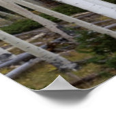 ユタ。アメリカ。《植物》アスペンの木(ポプラ・トレムロイデス) ポスター (角)