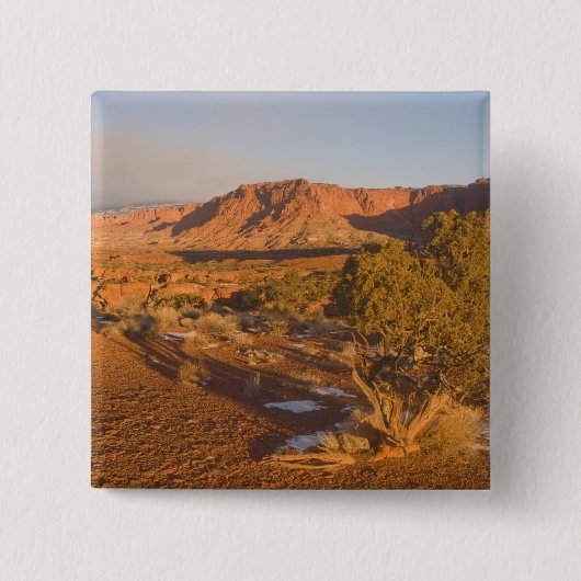 ユタ·ユニパー·ユニパー·オステオスペルマ(Uta Juniperus osteosperma)の2 缶バッジ (正面)