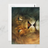 ユダのライオン – ライオン – Rastafari – はがき (正面/裏面)