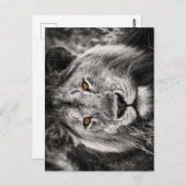 ユダのライオン – ライオン – Rastafari – はがき (正面/裏面)