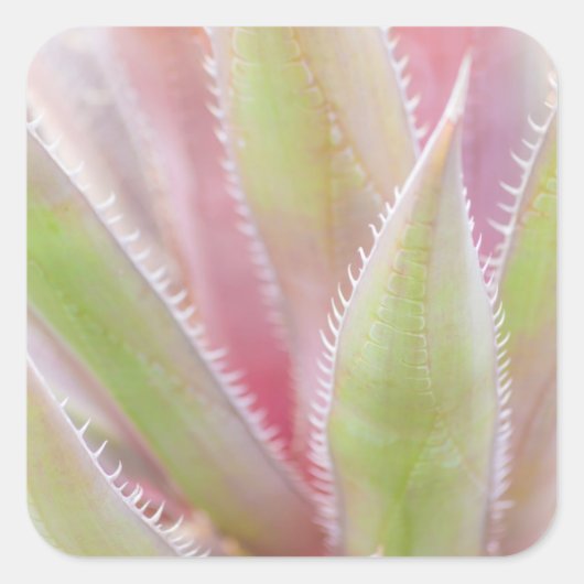 ユッカの植物のクローズアップ スクエアシール (正面)
