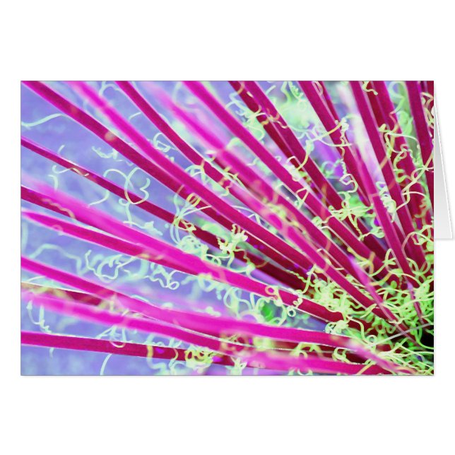 ユッカサイケデリック抽象芸術レッド (正面横)