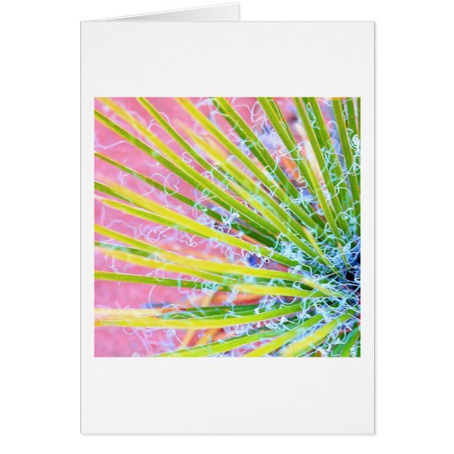 ユッカサイケデリック (正面)