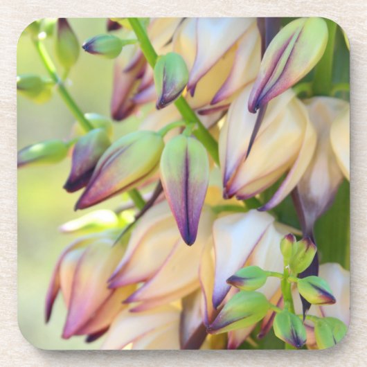 ユッカフラワーコースター コースター (正面)