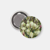 ユッカ植物磁石 マグネット (正面/裏面)