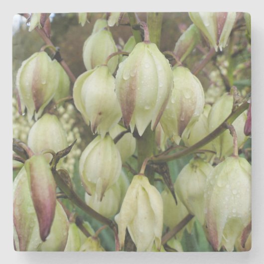 ユッカ植物 ストーンコースター (正面)