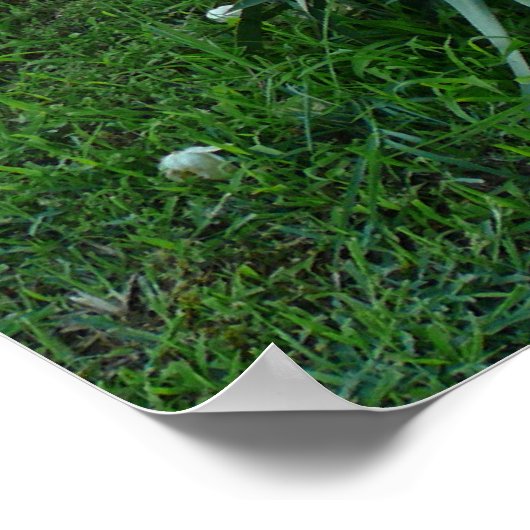 ユッカ植物 ポスター (角)