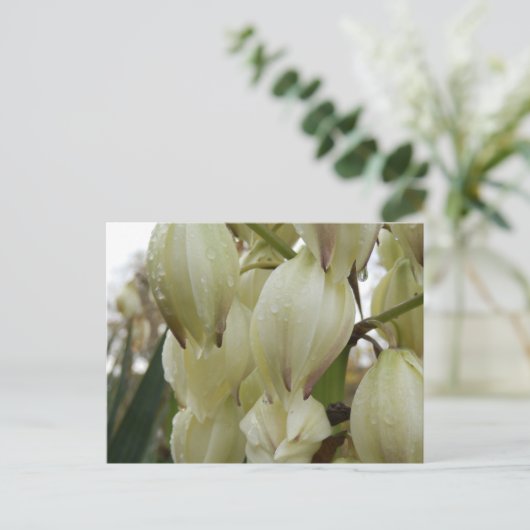 ユッカ植物 ポストカード (スタンド正面)
