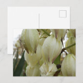 ユッカ植物 ポストカード (正面/裏面)