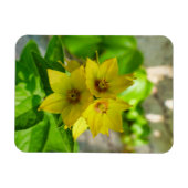 ユッカ植物 マグネット (横)