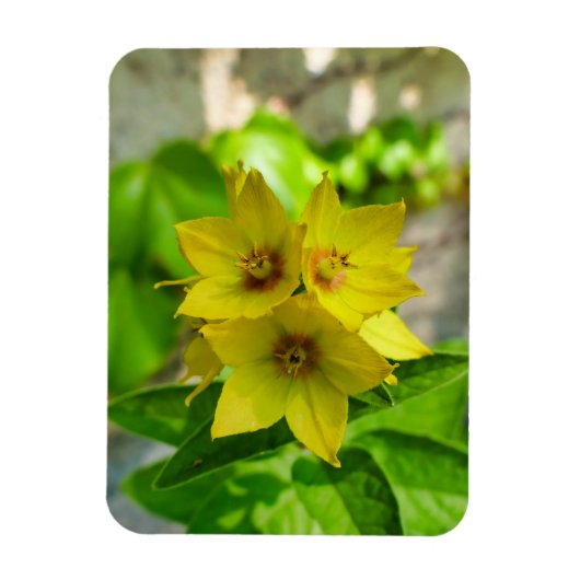 ユッカ植物 マグネット (縦)