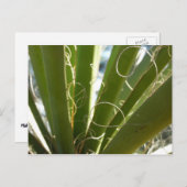 ユッカ葉グリーン自然写真 ポストカード (正面/裏面)