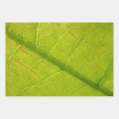 ユッカ葉グリーン自然写真 ラッピングペーパーシート (正面3)