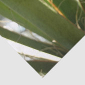 ユッカ葉グリーン自然写真 薄葉紙 (詳細)