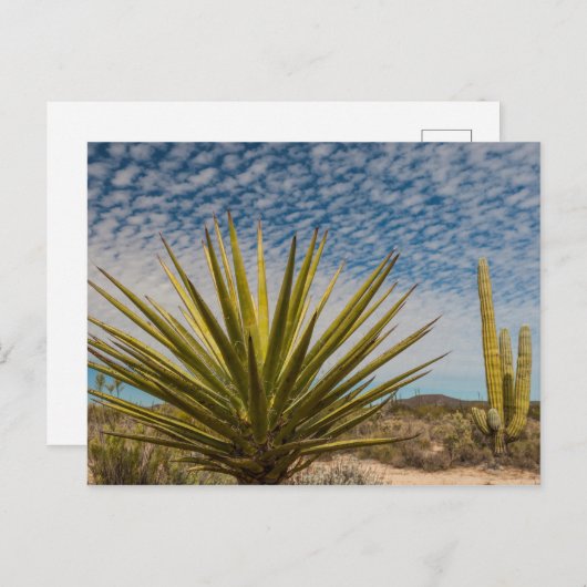 ユッカ・イン・ザ・デザートメキシコ ポストカード (正面/裏面)