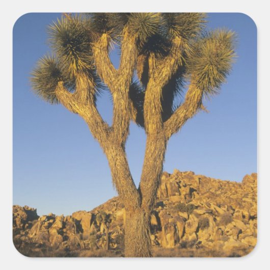 ユッカ・ブリビフォリア(Joshua Tree)と花崗岩 スクエアシール (正面)