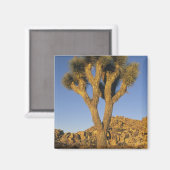 ユッカ・ブリビフォリア（Joshua Tree）と花崗岩 マグネット (正面/裏面)
