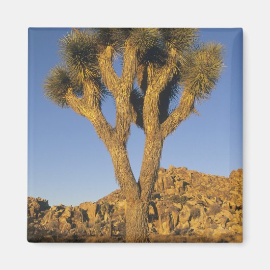 ユッカ・ブリビフォリア（Joshua Tree）と花崗岩 マグネット (正面)