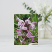 ユナラスカ島、シャミソ・ルーゼウート ポストカード (スタンド正面)