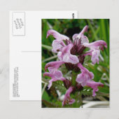 ユナラスカ島、シャミソ・ルーゼウート ポストカード (正面/裏面)