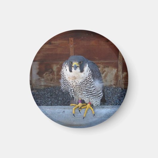 ユニティ磁石 マグネット (正面)