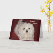 ユニバーサルマルチーズグリーティングカード(誕生日) カード (黄色い花)