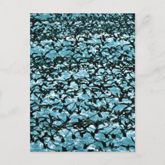 ユニマックパスシアウォーターフロック ポストカード (正面)