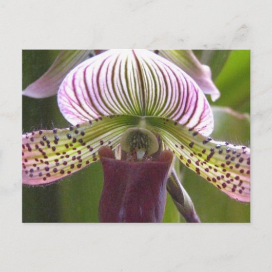 ユニークなオオバナノキハナハート ポストカード (正面)