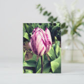 ユニークな紫と白のストライプのチューリップ ポストカード (スタンド正面)