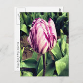 ユニークな紫と白のストライプのチューリップ ポストカード (正面/裏面)