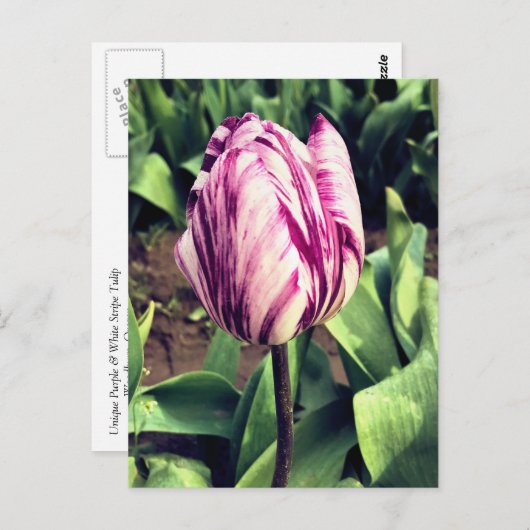 ユニークな紫と白のストライプのチューリップ ポストカード (正面/裏面)