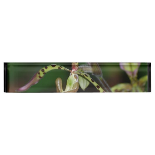 ユニークな蘭 デスクネームプレート (正面)