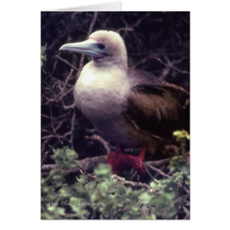 ユニークな赤足の鳥