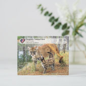 ユネスコ – エバーグレーズ国立公園 – フロリダパンサー ポストカード (スタンド正面)