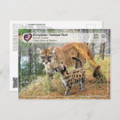 ユネスコ – エバーグレーズ国立公園 – フロリダパンサー ポストカード (正面/裏面)