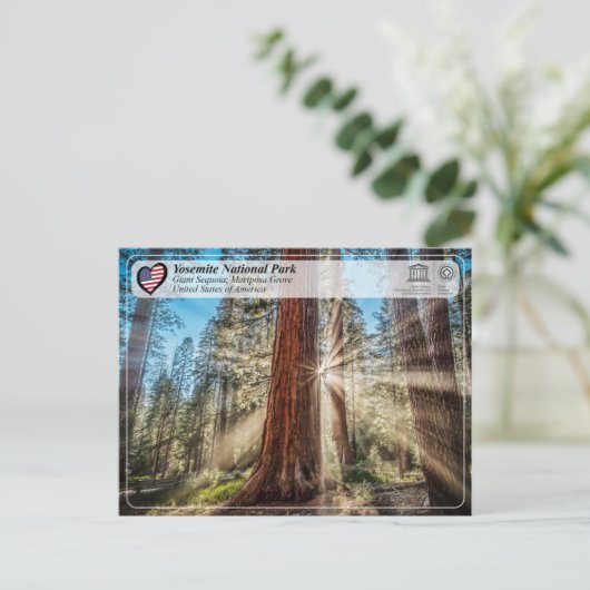 ユネスコ – ヨセミテ国立公園 – マリポサグローブP ポストカード (スタンド正面)