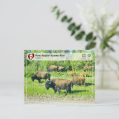 ユネスコWHS – ウッドバッファロー国立公園 ポストカード (スタンド正面)