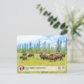 ユネスコWHS – ウッドバッファロー国立公園 ポストカード (スタンド正面)