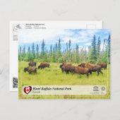 ユネスコWHS – ウッドバッファロー国立公園 ポストカード (正面/裏面)