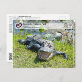 ユネスコWHS – エバーグレーズ国立公園 – アリゲーター ポストカード (正面/裏面)