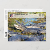 ユネスコWHS – エバーグレーズ国立公園 – アリゲーター ポストカード (正面/裏面)