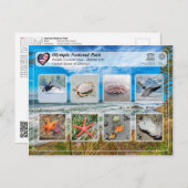 ユネスコWHS – オリンピック国立公園 – Marine Life ポストカード (正面/裏面)
